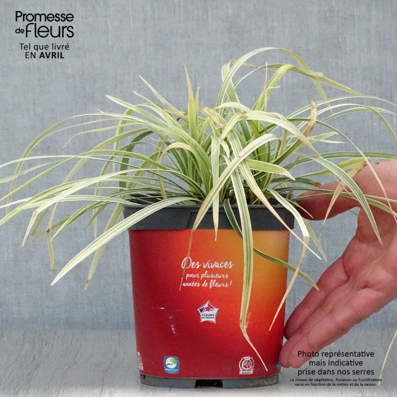 Example of Ophiopogon Albo variegata ou Albovariegatus Pot de 2L/3L as you get in printemps