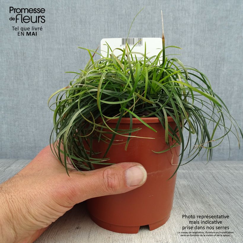 Example of Ophiopogon chingii - Herbe aux turquoises Pot de 1L/1,5L as you get in printemps