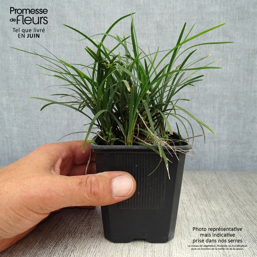 Spécimen de Ophiopogon japonicus Godet de 8/9 cm tel que livré en été