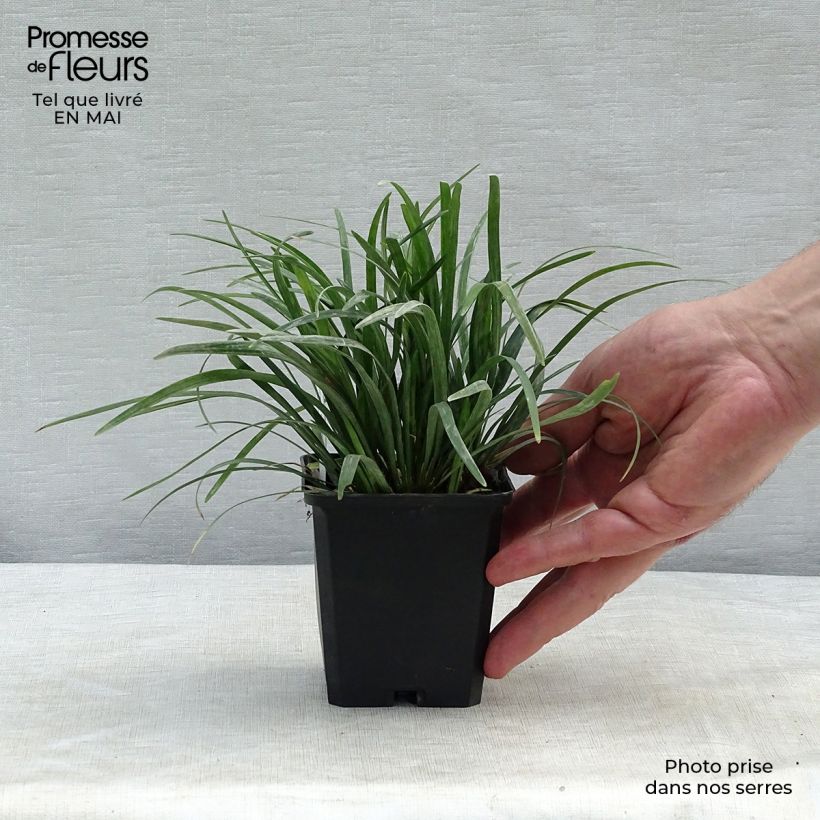 Example of Ophiopogon planiscapus Godet de 8/9 cm as you get in printemps