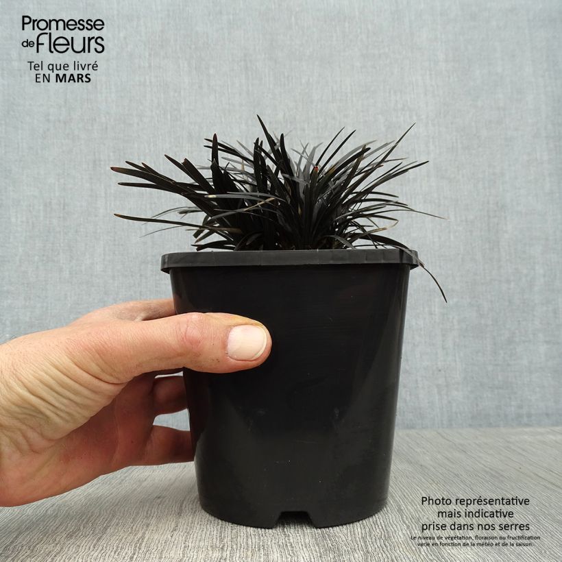 Spécimen de Ophiopogon planiscapus Black Dragon Pot de 1L/1,5L tel que livré au printemps