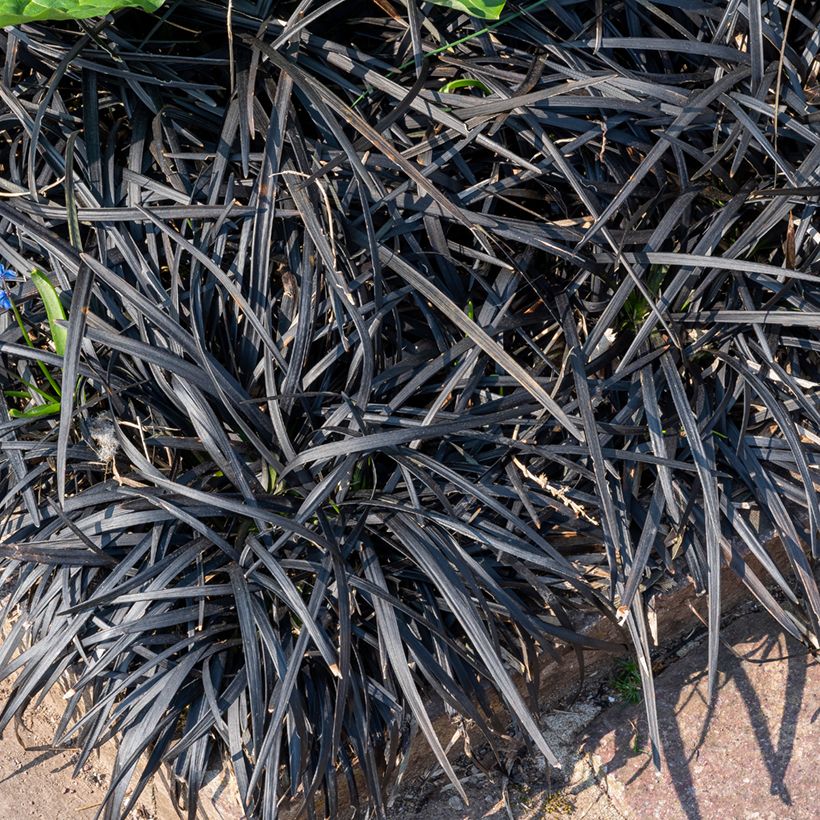 Ophiopogon planiscapus Black Dragon (Port)