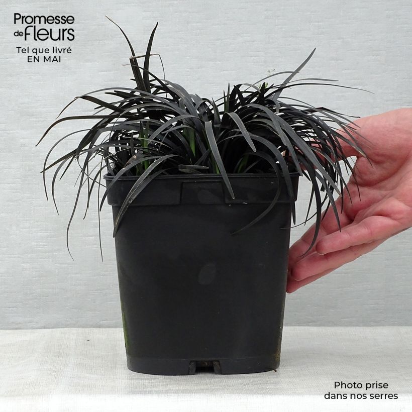 Example of Ophiopogon noir - Ophiopogon planiscapus Nigrescens Pot de 2L/3L as you get in printemps