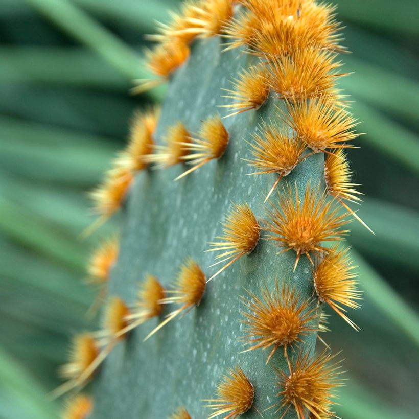 Opuntia aciculata - Cactus raquette (Foliage)