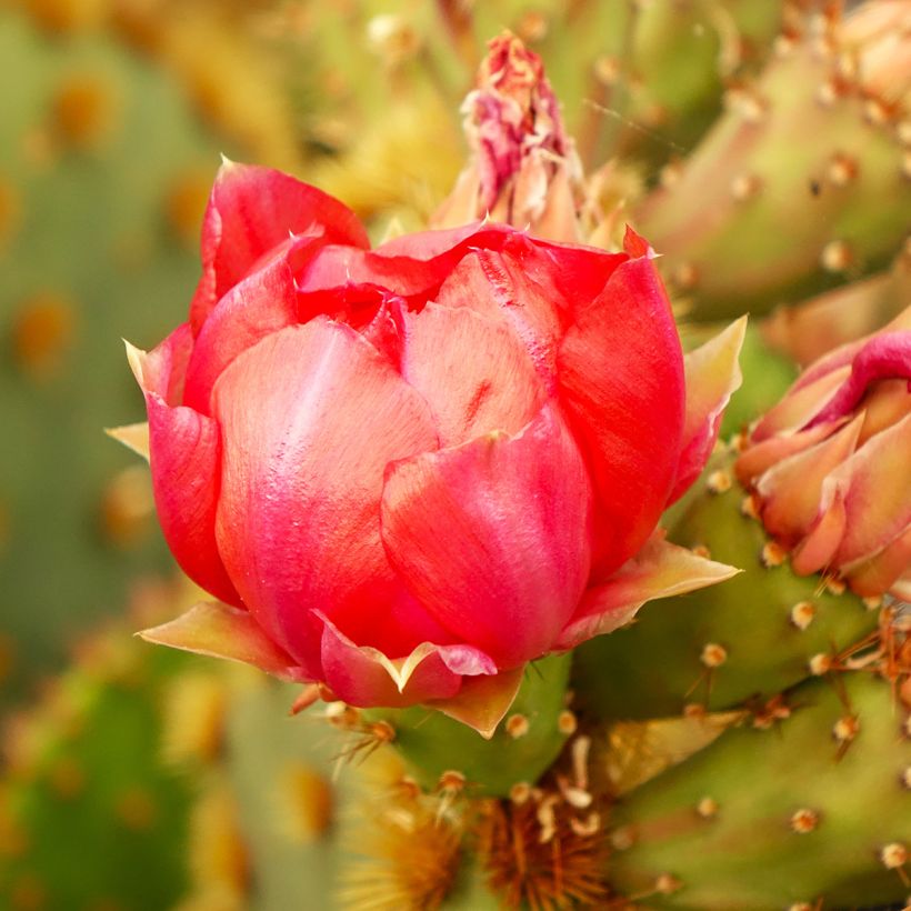 Opuntia aciculata - Cactus raquette (Floraison)