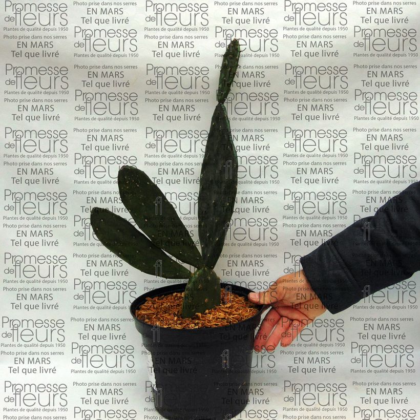 Exemple de spécimen de Opuntia anacantha - Oponce Pot de 4L/5L tel que livré