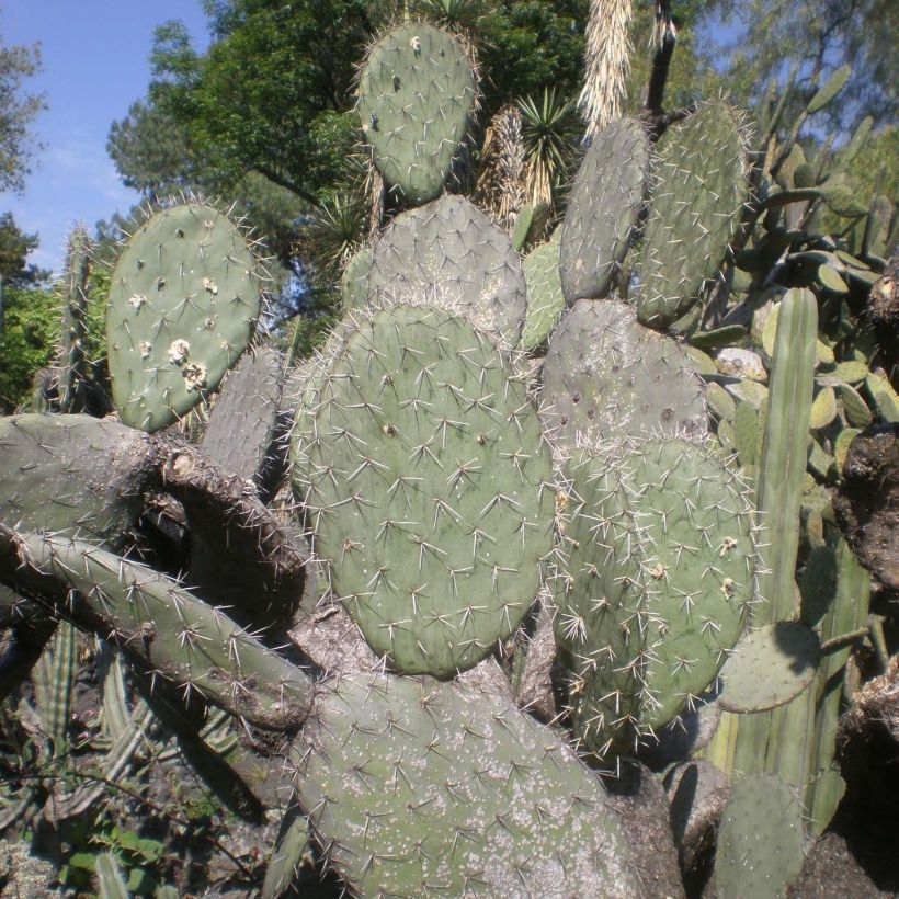 Opuntia atrispina (Foliage)