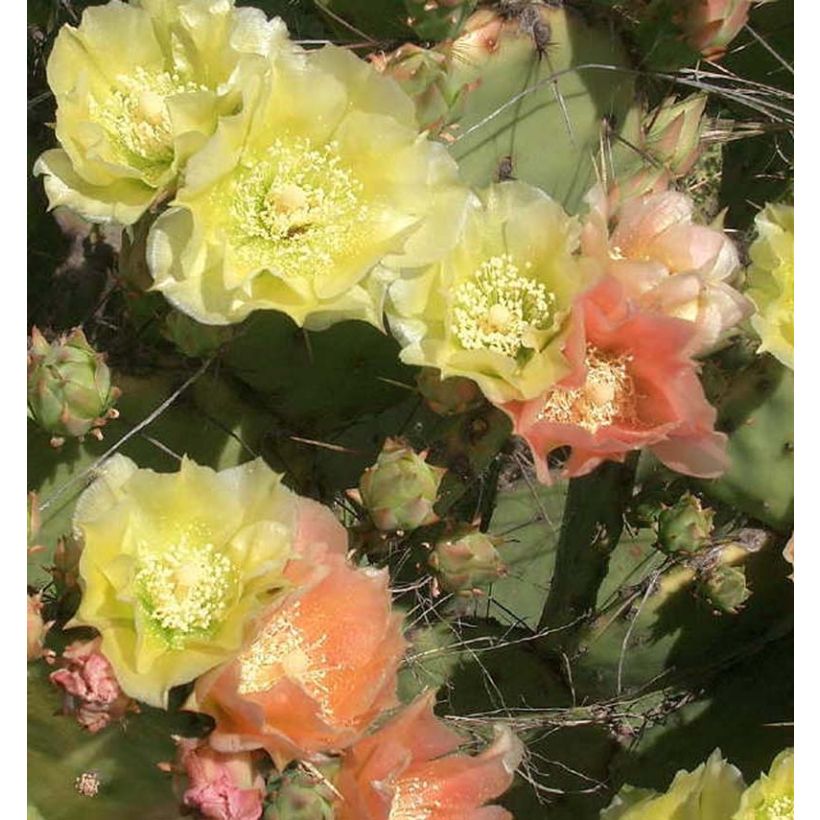 Opuntia atrispina (Flowering)