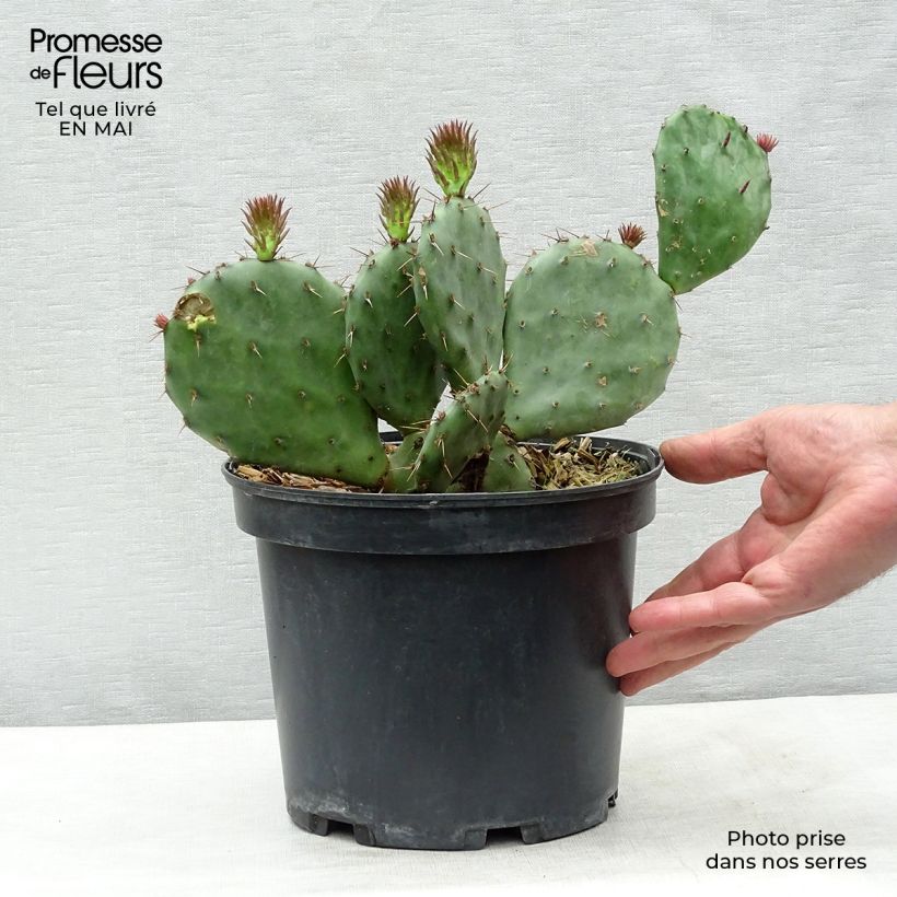 Example of Opuntia atrispina Pot de 4L/5L as you get in printemps