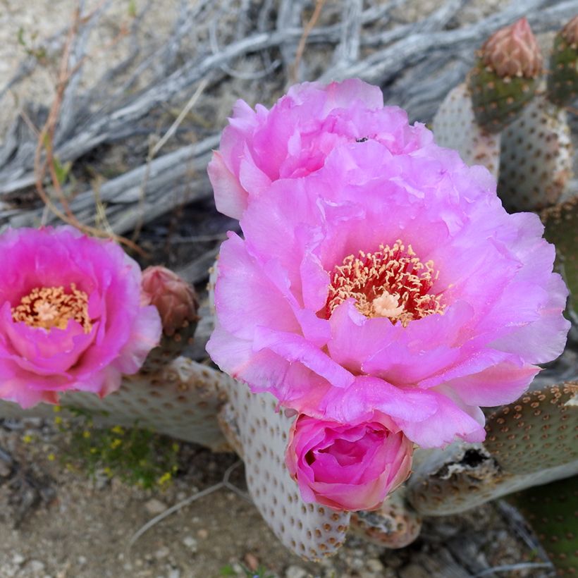 Opuntia basilaris - Cactus raquette (Floraison)
