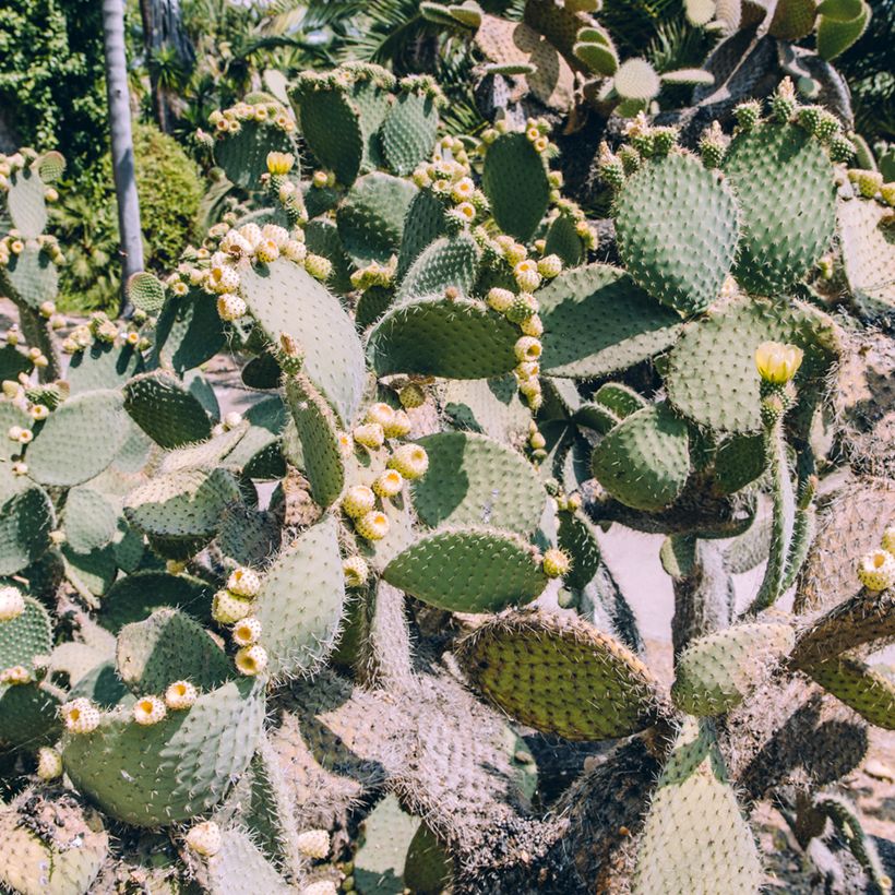 Opuntia bergeriana - Cactus raquette (Plant habit)