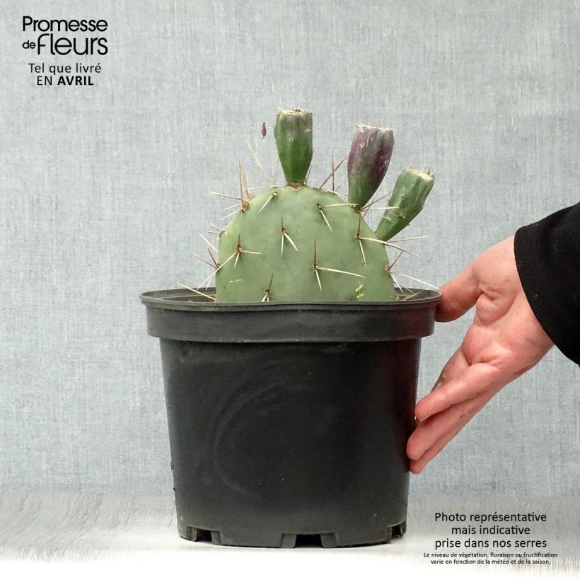 Example of Opuntia discata - Cactus raquette Pot de 4L/5L as you get in printemps