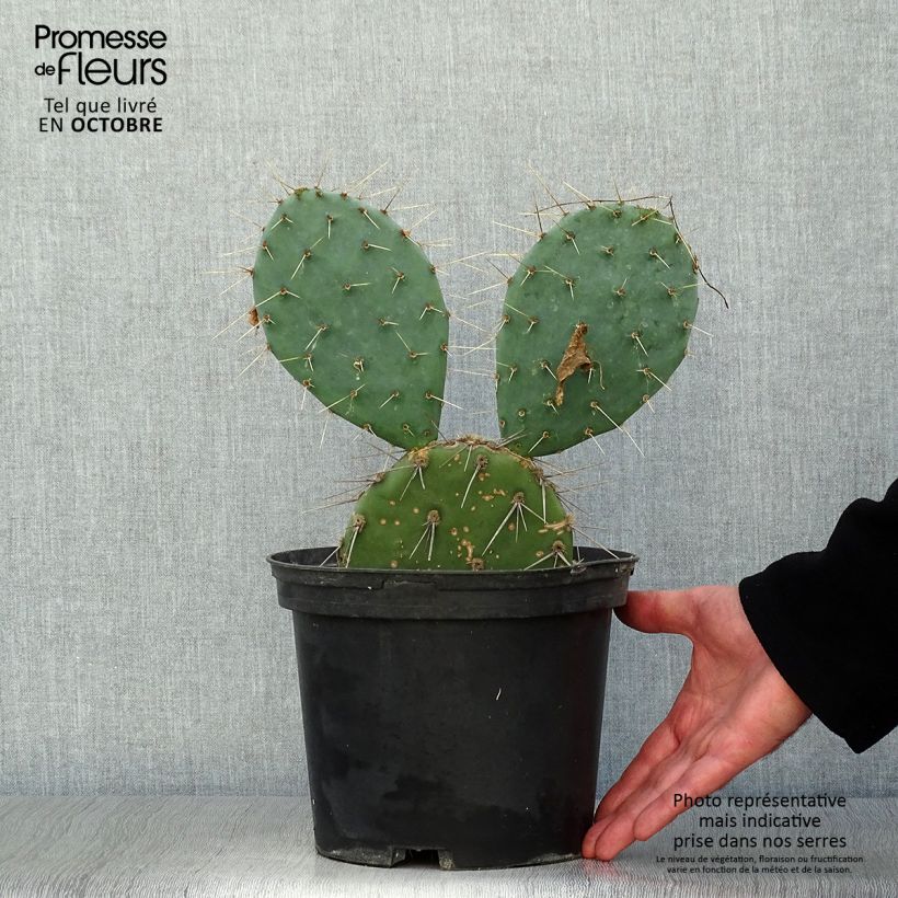 Spécimen de Opuntia discata - Cactus raquette Pot de 4L/5L tel que livré en automne