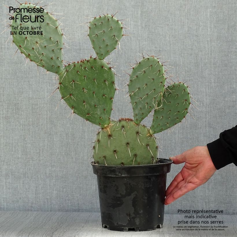 Spécimen de Opuntia dulcis - Cactus raquette Pot de 4L/5L tel que livré en automne