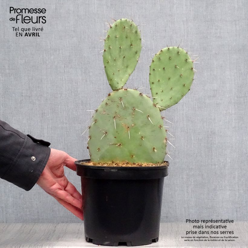 Spécimen de Opuntia engelmannii - Cactus raquette Pot de 4L/5L tel que livré au printemps