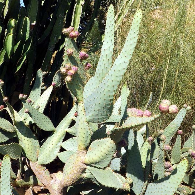 Opuntia engelmannii var. linguiformis - Oponce (Plant habit)