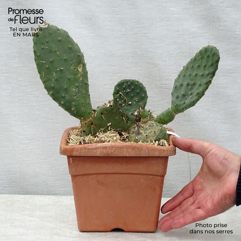 Spécimen de Opuntia engelmannii lindheimeri - Oponce Pot de 4L/5L tel que livré au printemps
