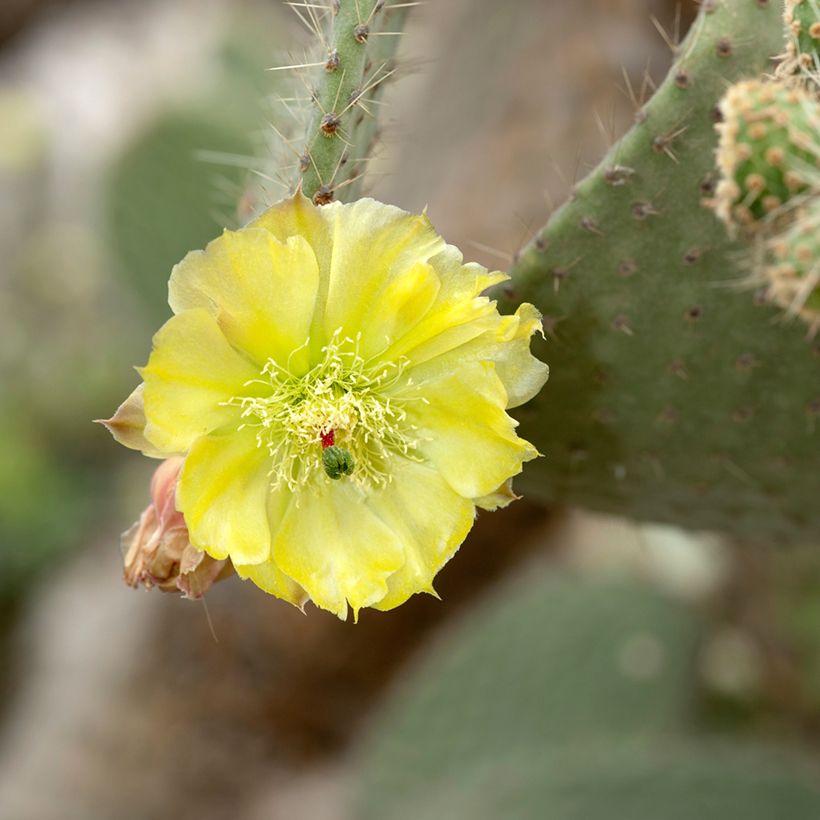 Opuntia leucotricha - Cactus raquette (Floraison)