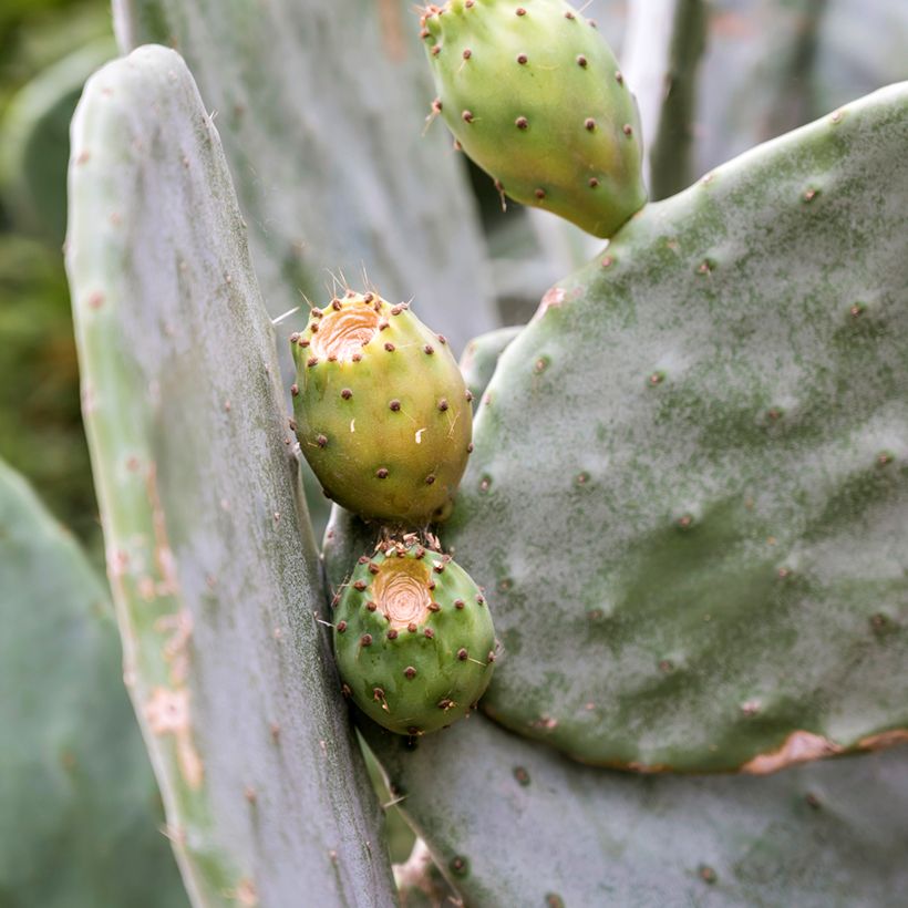 Opuntia leucotricha - Cactus raquette (Récolte)
