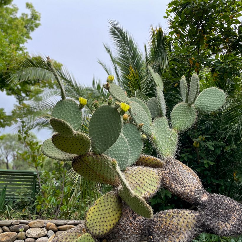Opuntia leucotricha - Cactus raquette (Port)
