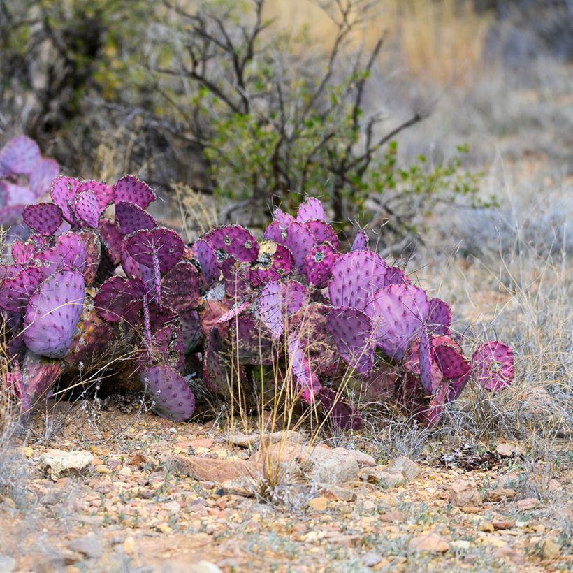 Opuntia macrocentra - Cactus raquette (Port)