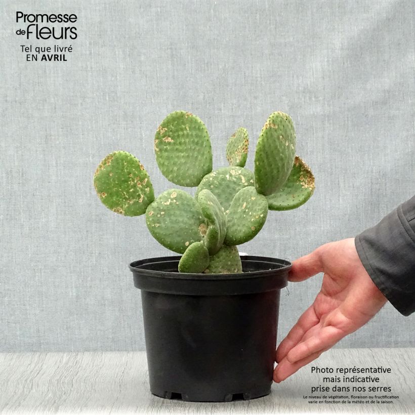 Spécimen de Opuntia microdasys Caress - Cactus raquette Pot de 3L/4L tel que livré au printemps