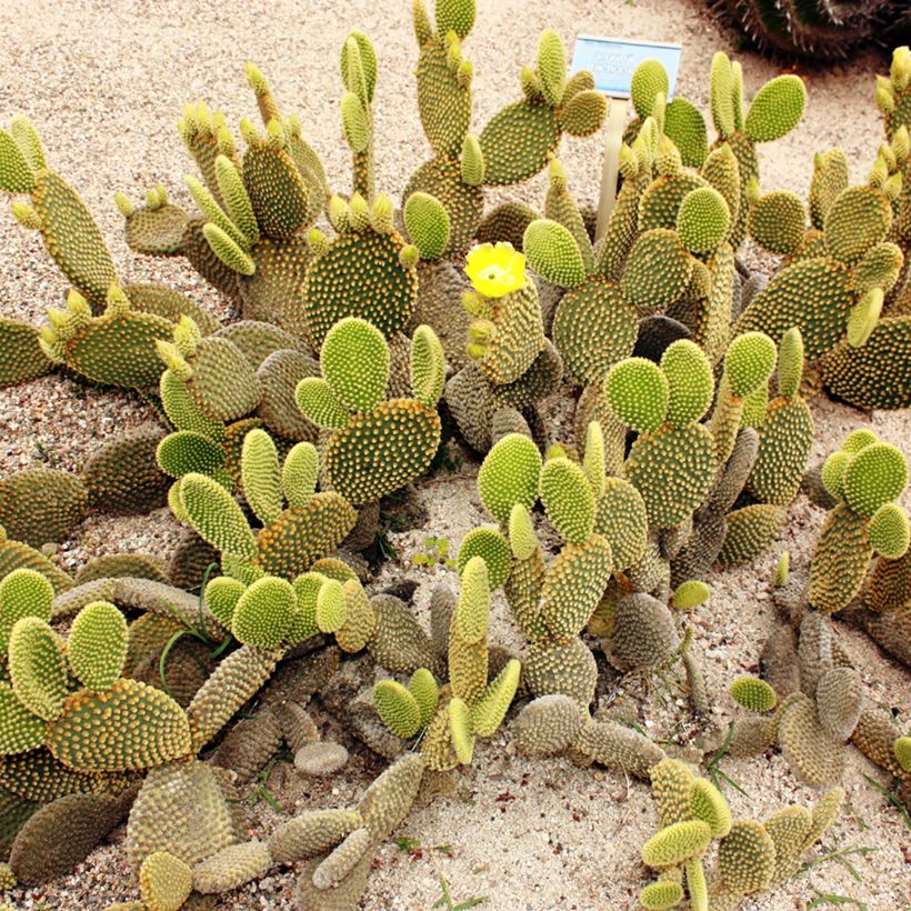Opuntia microdasys var. pallida - Cactus raquette (Port)