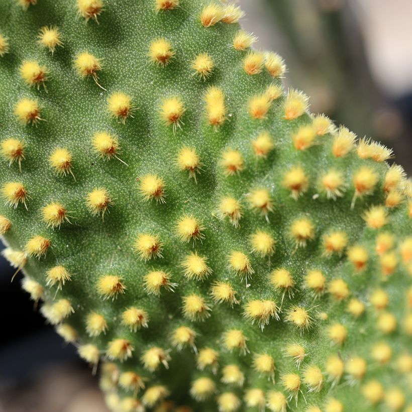 Opuntia microdasys Undulata - Cactus raquette (Feuillage)