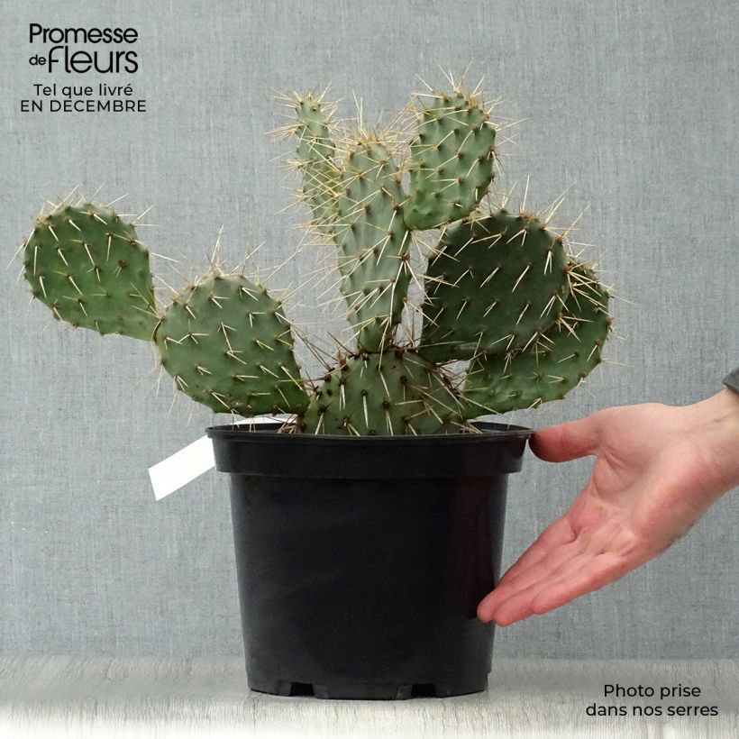 Spécimen de Opuntia phaeacantha Mojavensis - Oponce Pot de 4L/5L tel que livré en hiver