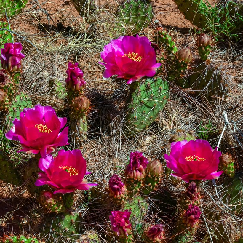 Opuntia polyacantha - Cactus raquette (Floraison)