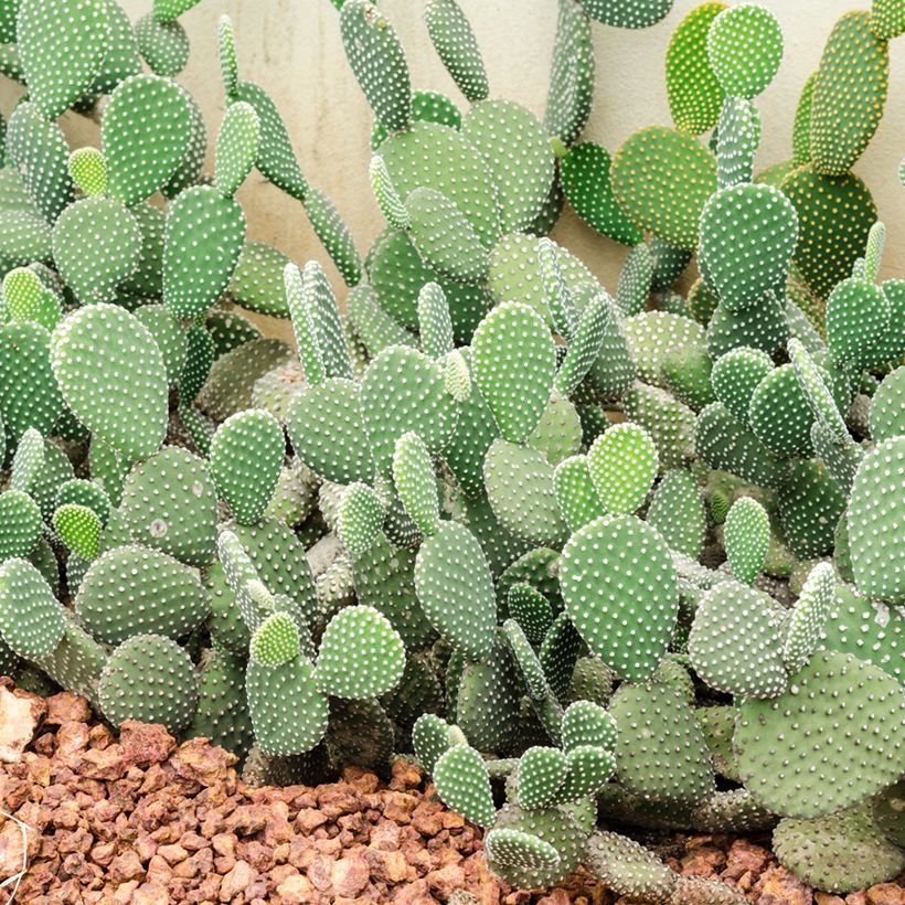 Opuntia rufida - Cactus raquette (Plant habit)
