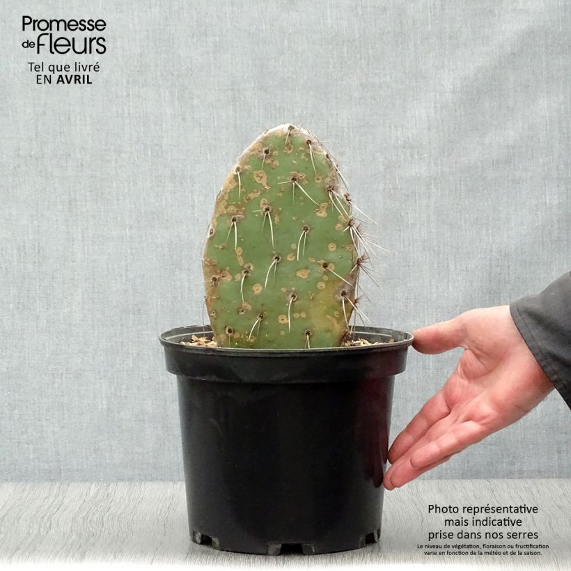 Spécimen de Opuntia sanguinicola - Cactus raquette Pot de 4L/5L tel que livré au printemps