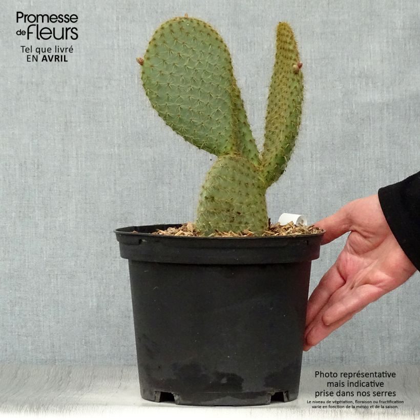 Example of Opuntia scheeri - Cactus raquette Pot de 4L/5L as you get in printemps