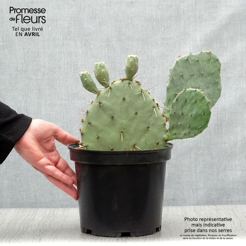 Spécimen de Opuntia semispinosa - Cactus raquette Pot de 4L/5L tel que livré au printemps