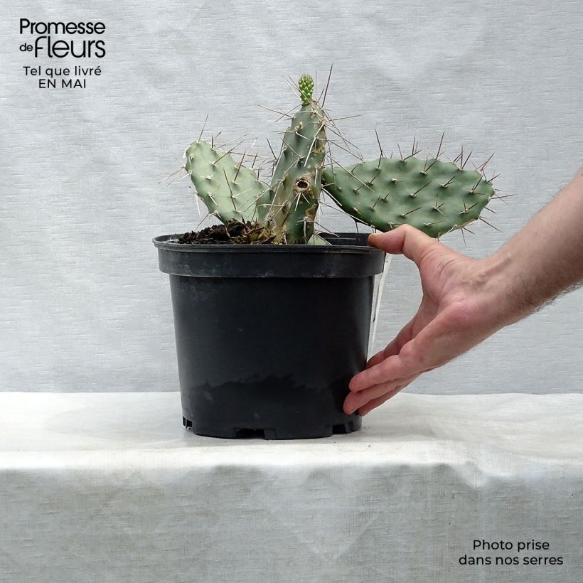 Spécimen de Opuntia sulfurea (sulphurea) - Cactus raquette Pot de 3L/4L tel que livré au printemps