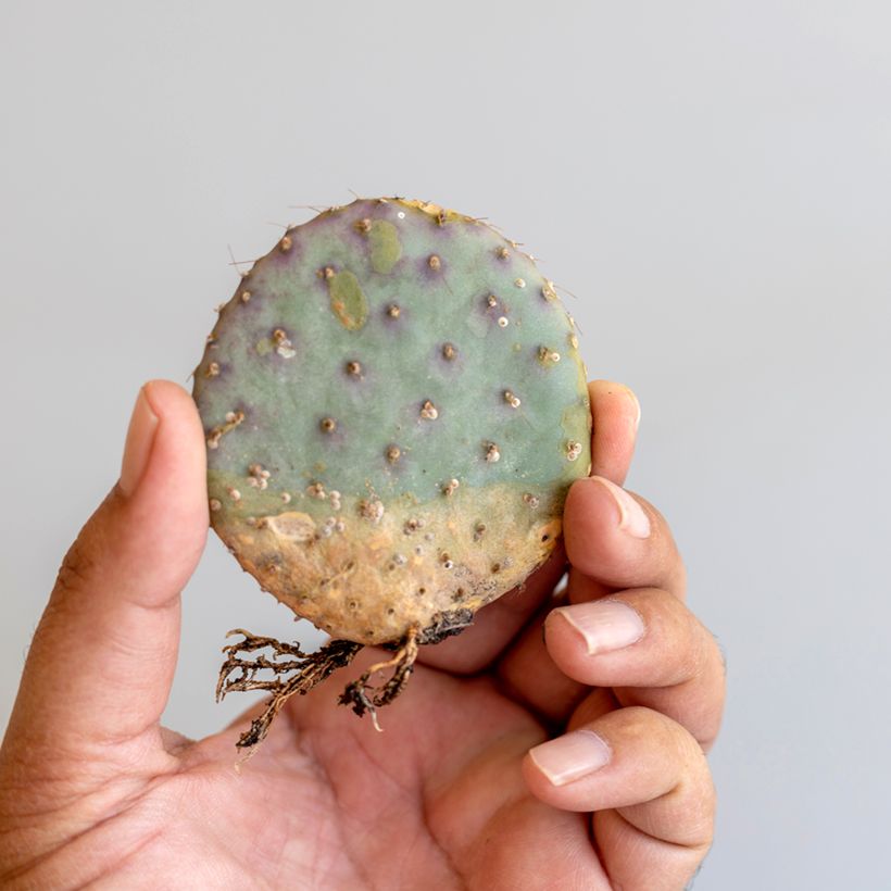 Opuntia santa-rita - Cactus raquette (Feuillage)