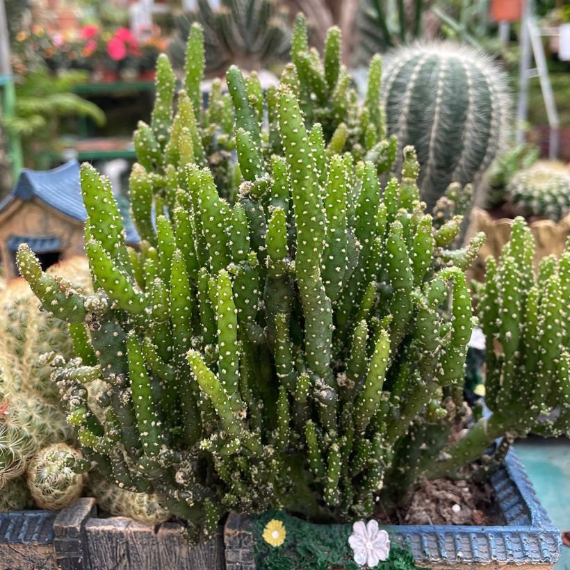 Opuntia monacantha - Cactus raquette (Port)