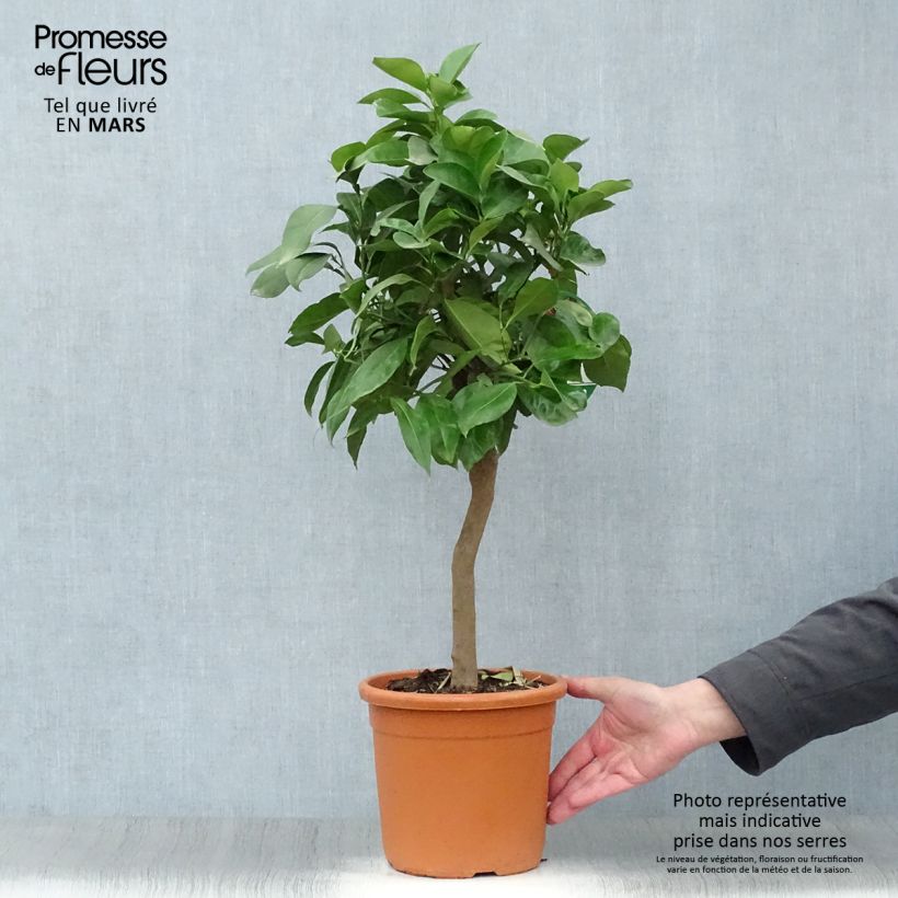 Spécimen de Oranger Corrugata - Citrus sinensis x aurantium Pot de 4L/5L, 1/4 de tige tel que livré au printemps