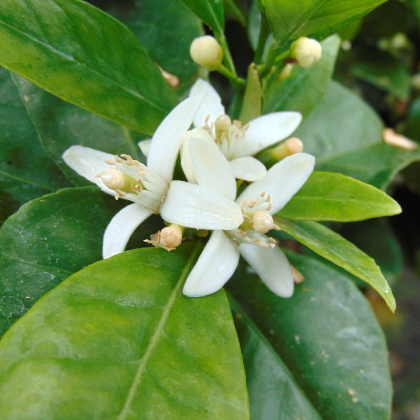 Oranger - Citrus sinensis (Floraison)