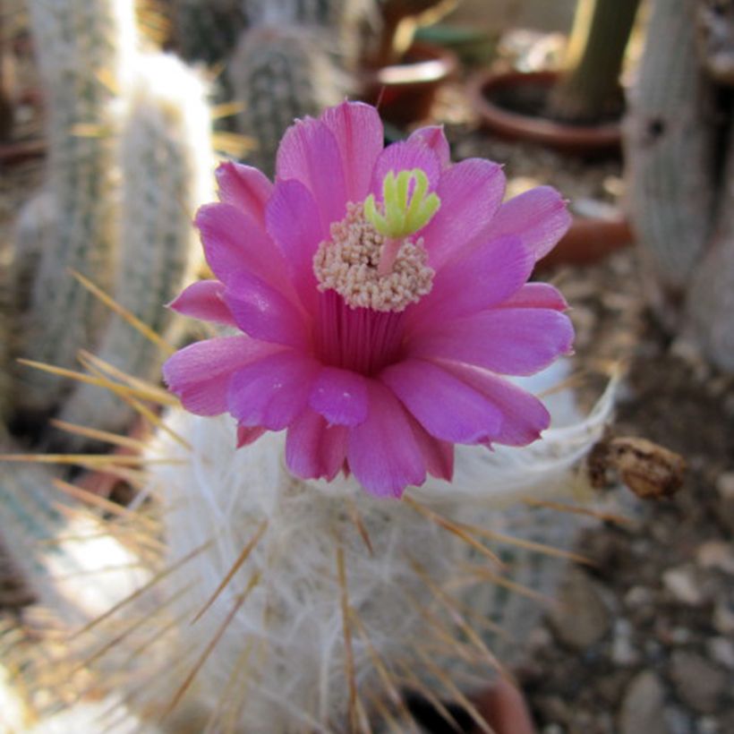 Oreocereus leucotrichus - Cactus cierge (Floraison)
