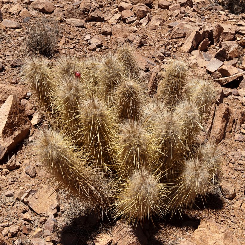 Oreocereus leucotrichus - Cactus cierge (Port)