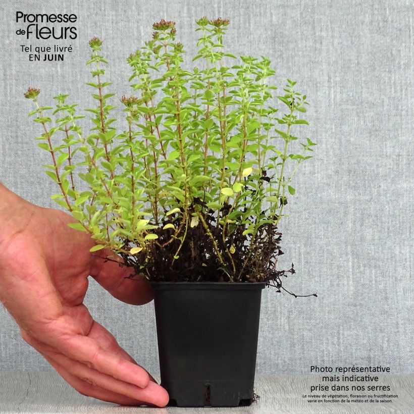 Spécimen de Origan - Origanum vulgare Compactum Godet de 8/9 cm tel que livré en été