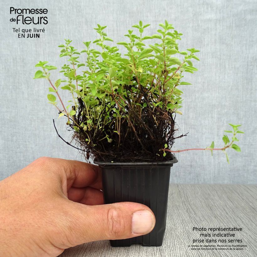 Spécimen de Origan - Marjolaine vivace en plant BIO Godet de 8/9 cm tel que livré en été