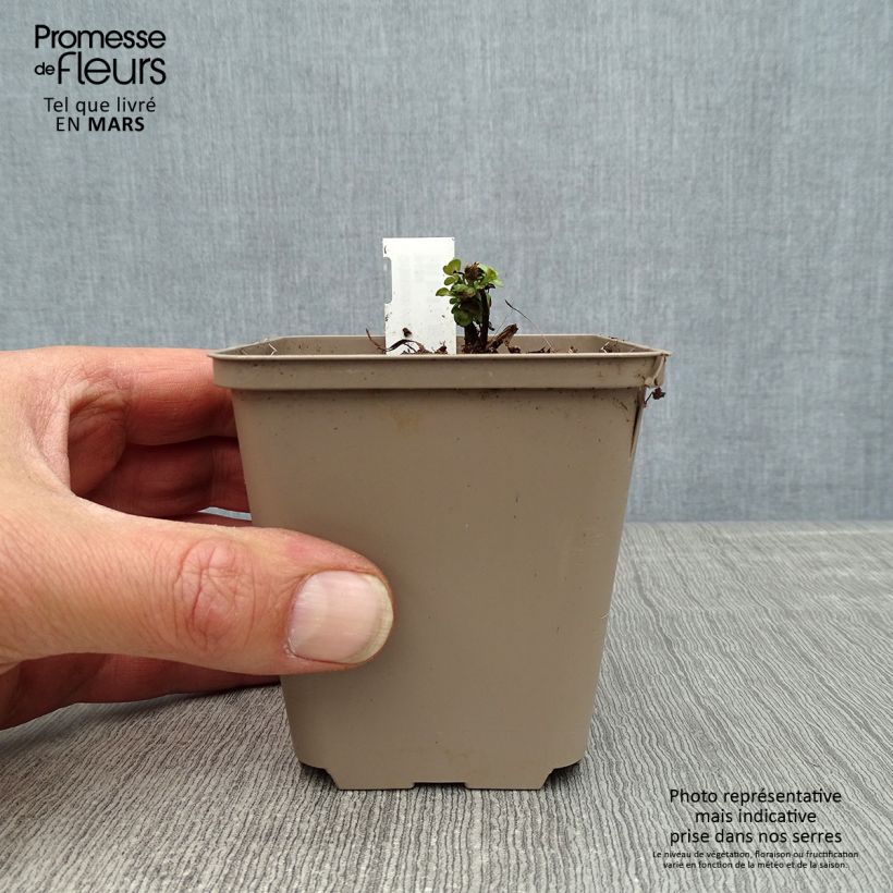 Spécimen de Origanum rotundifolium Kent Beauty - Origan, Marjolaine Godet de 8/9 cm tel que livré au printemps