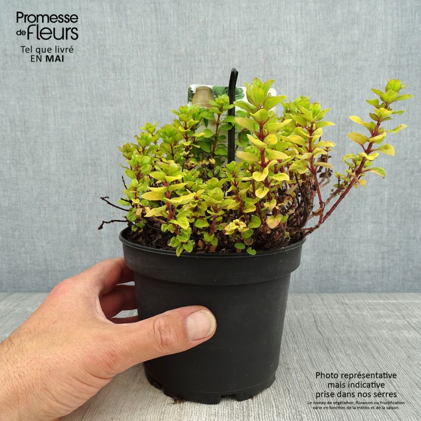 Spécimen de Origanum vulgare Thumbles Variety - Origan commun doré Pot de 1,5L/2L tel que livré au printemps