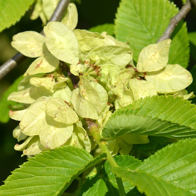 Orme à petites feuilles - Ulmus glabra Pendula (Flowering)