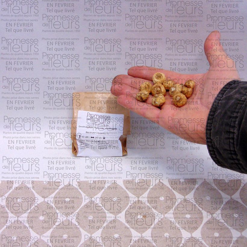 Example of Ornithogalum Thyrsoide, ornithogale Bulbe calibre 5+ as you get