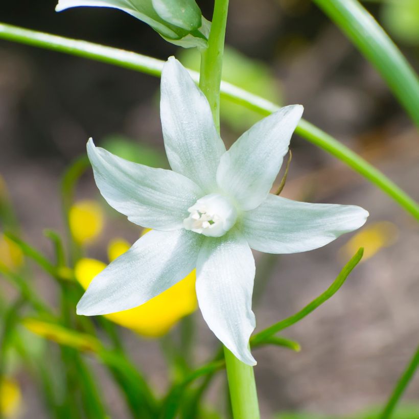 Ornithogalum nutans - Ornithogale penché (Flowering)