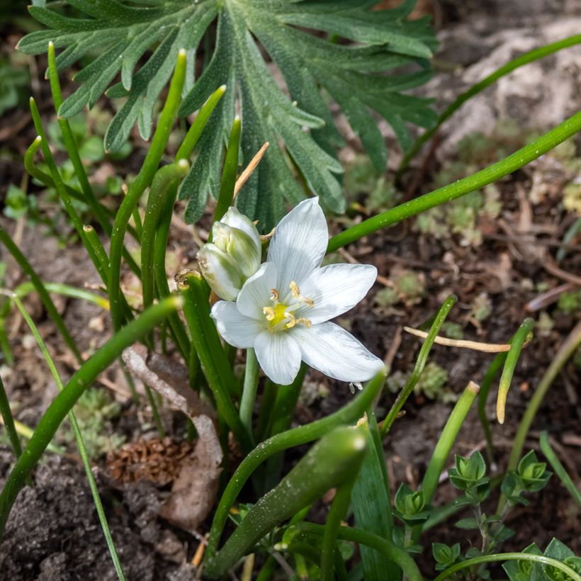 Ornithogalum oligophyllum White Trophy - Ornithogale (Flowering)