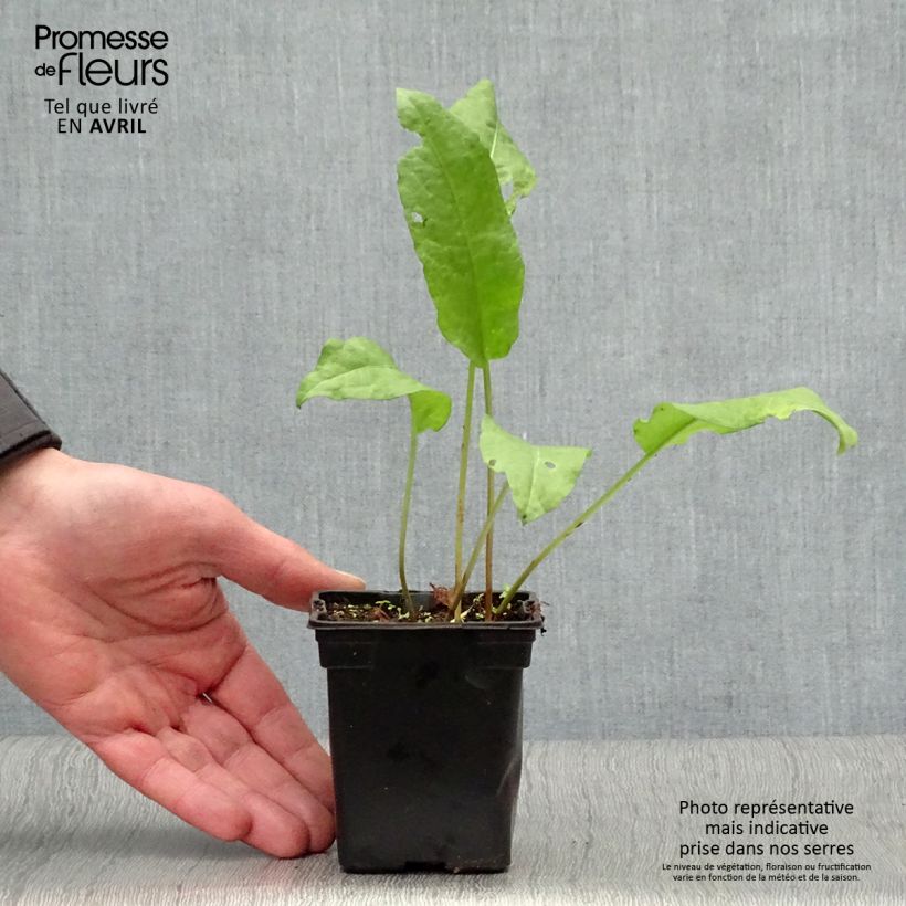 Spécimen de Oseille-Epinard BIO - Patience - Rumex patientia Godet de 8/9 cm tel que livré au printemps